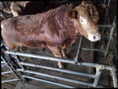 Limousin Stier