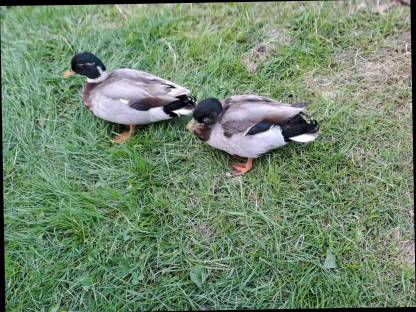 Enten