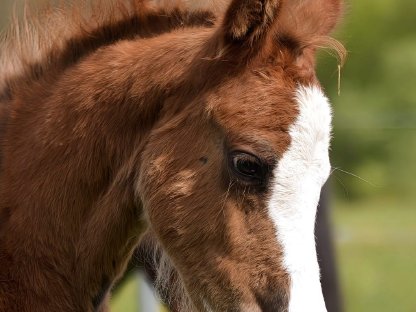 Bild 2:Reitpony Stutfohlen Vayana's Limoncella SP