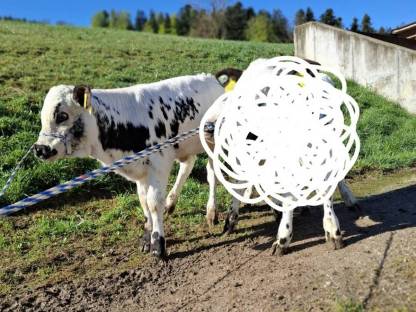 Pustertaler Sprinzen Kalb (w) für Mast und Fleck Einsteller