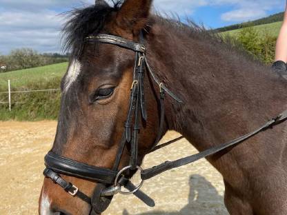 3-jährige Trakehner Stute mit Papieren