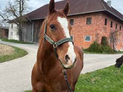 Bild 3:American Quater Horse - 11 Jahre