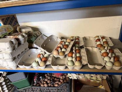 Bild 5:Eier von Araucaner, Maran & Lari reinrassig