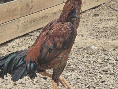 Bild 8:Hähne verschiedene Rassen