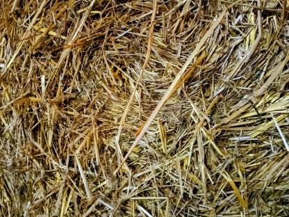 Bild 2:Bio Roggenstroh