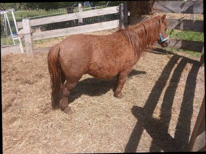 Pony
