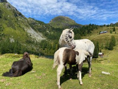 Bild 3:Tigerpony Stute