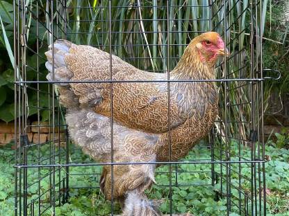 Bild 2:Brahma Bruteier