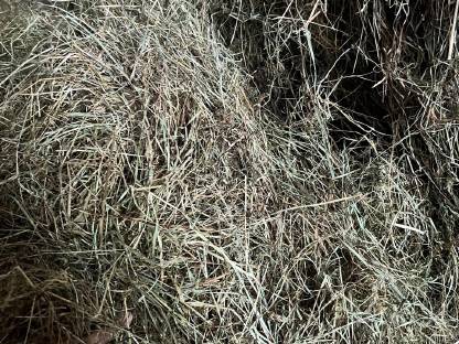 Bild 2:Heu 1. Schnitt 2024