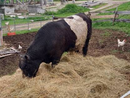 Stier Galloway