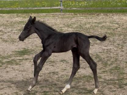 Warmblut-Hengstfohlen Rappe