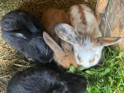 Hase
