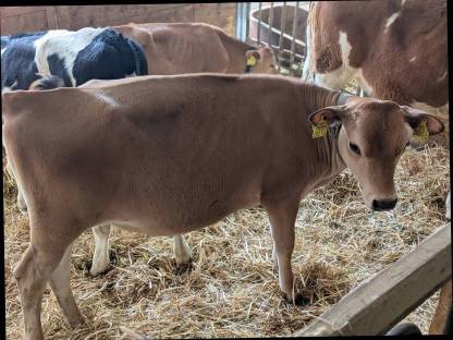 Jersey Kalb
