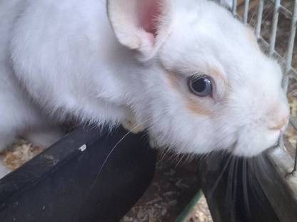 Zwerkkaninchen