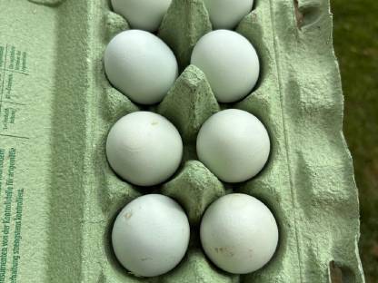 Bild 6:Bruteier Buntleger