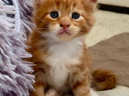 Maine Coon Kitten