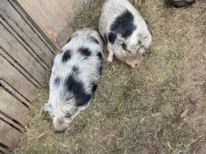 Schweine