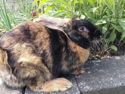 Japaner, Kaninchen, Mittelgroß, Fleischhasen