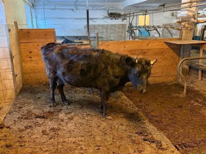 Bild 2:Dexter Kuh/Stier