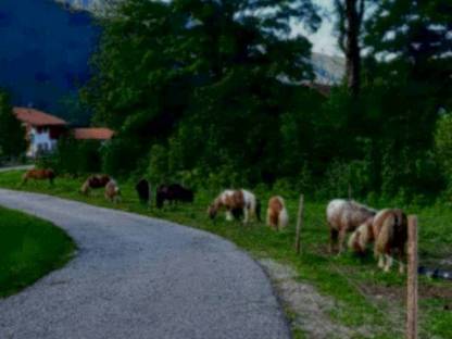 Ponystuten