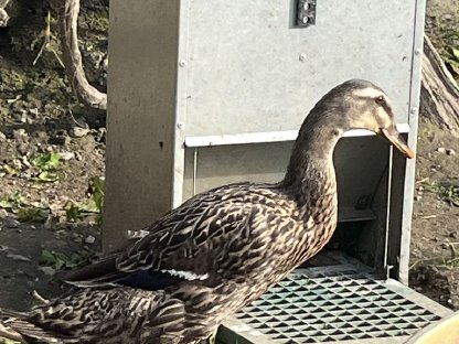 Enten zu verkaufen