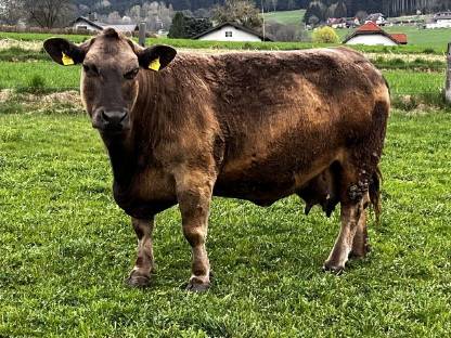 Bio Deutsch Angus