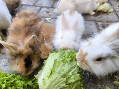 Bild 5:Kaninchen Babys und Erwachsene