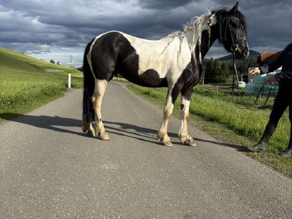 Bild 2:3-jährige Barockpintostute zu verkaufen