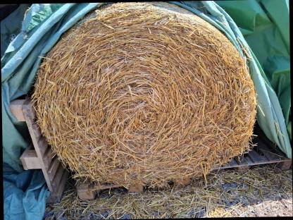 Bild 2:Haferstroh