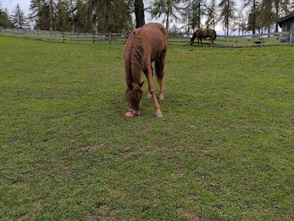 American Quarter Horse Wallach, 2 Jahre