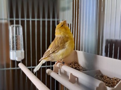 Kanarie Vögel zu verkaufen