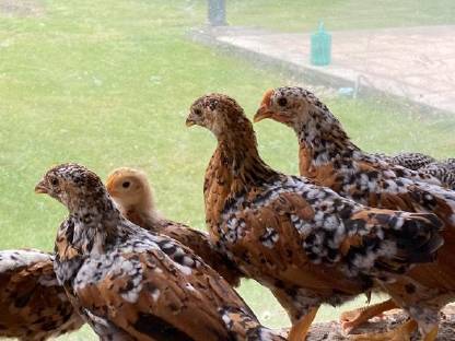 Bild 2:Junghennen Zwerg-Italiener Gold-Porzellan