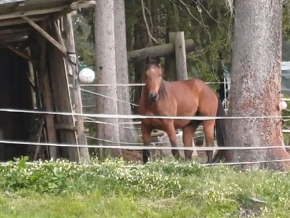 Quarter Hengst, 5-jährig