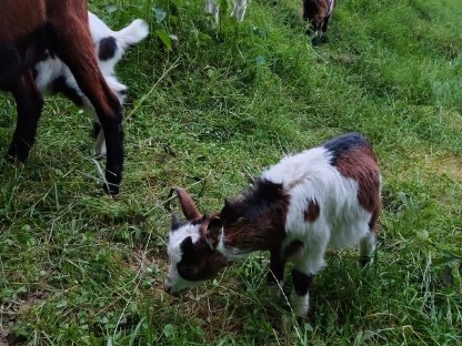 Bild 4:Ziegenkitze zu verkaufen
