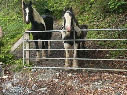 Pony