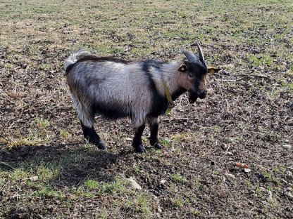 Mini Ziegenbock