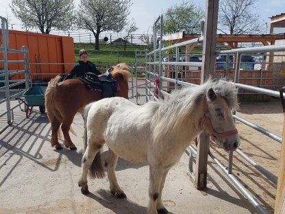 Bild 4:Bezauberndes Pony