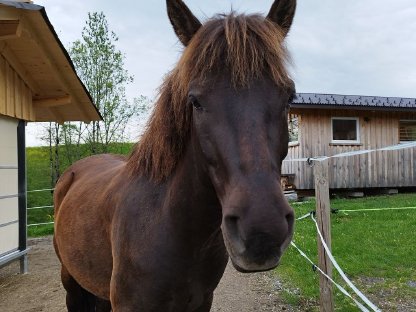 Suche Offenstall für jungen, verspielten Wallach