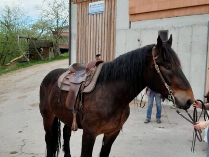 Bild 3:Noriker Gespann