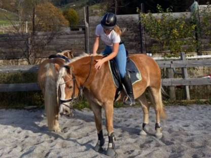 Bild 4:Haflingerstute 7-jährig