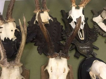 Bild 2:Krickerl, Geweihe, Jagdtrophäen, Reh, Gams, Wildschwein