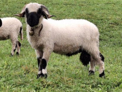 Walliser Schwarznasen Widder