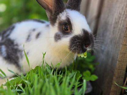 Hase