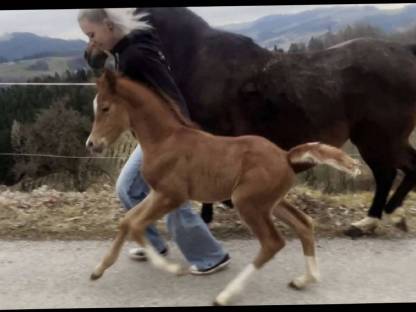 Bild 8:Deutsches Reitpony