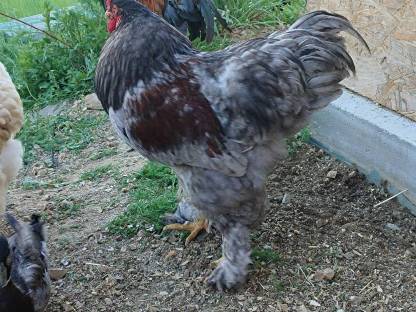 Brahma Hahn
