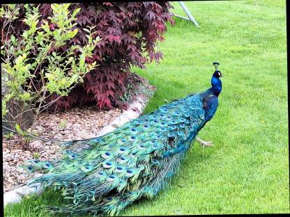 Bild 2:Schwarzflügel Pfaue abzugeben