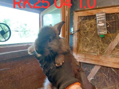 Bild 2:Rexkaninchen und Riesen