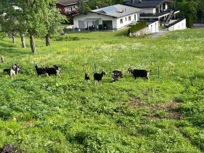 Bündner Stahlenbockkitz