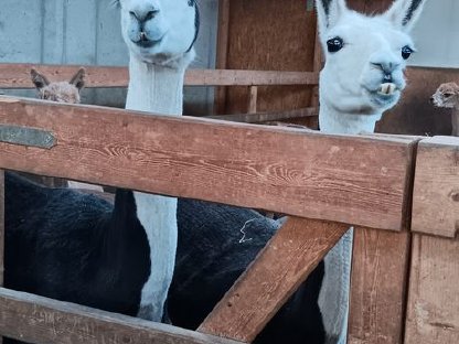 Bild 7:Lama zu verkaufen