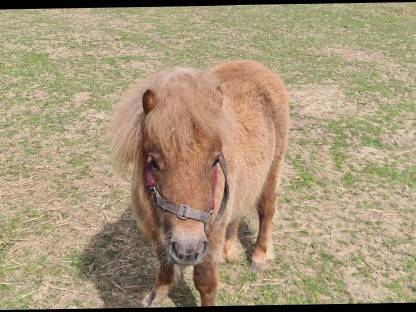 Shetlandpony Stute